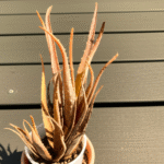 Warum wird Aloe Vera braun? Die Lösung für Ihre Pflanze!