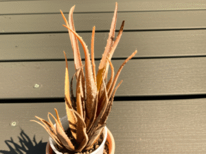 Warum wird Aloe Vera braun? Die Lösung für Ihre Pflanze!