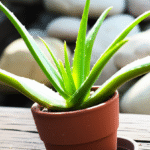 Aloe Vera entgiften: So reinigen Sie Ihren Körper ganz natürlich!