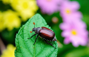 Braune Käfer im Garten: So wirst du sie los!